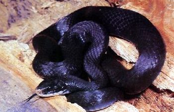 There is a Blue Racer tale that could be told.
