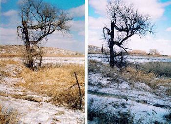 Tree, Couldn't Choose

