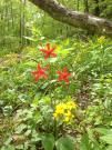 Stone Door trail..brilliant Spring flowers everywhere! Backpacking weekend..yippee
