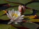 Rowing to the end of the lake to watch these precious ones open up to the morning sun...Wow!
