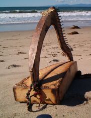 "Friendly" the harp sunning on the Beach in California
