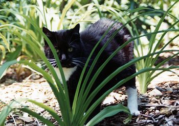 My beautiful cat who lived to 21 yrs old
