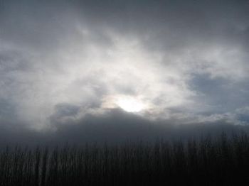 I-84 Trees and sky
