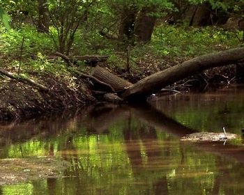 Watertrunk
