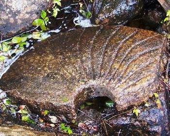 Hopyard Millstone / Shake the Tree
