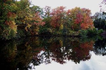 Fall Refection
