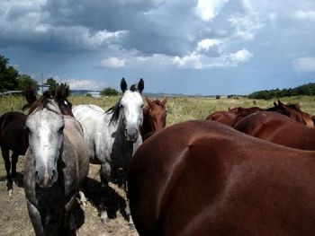 Friendly Horses in family groups, Folsom NM

