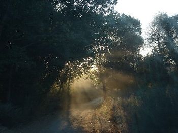 Cottonwood Meadow, California
