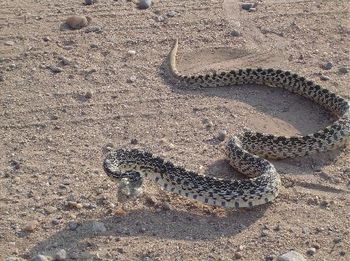 not a rattlesnake, it's faking
