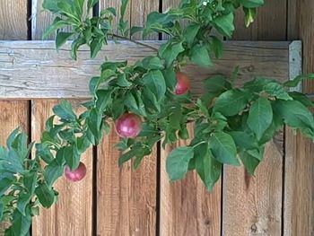 We have a plum tree
