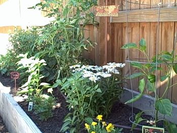 Planter garden
