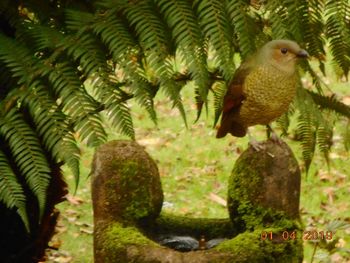 satin_bower_bird_on_fountain1
