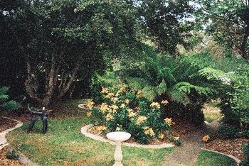 tiger lilies amongst the tree ferns
