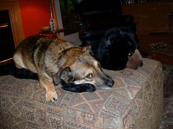 Ralph loves his bear rug. When camping in upstate New York treeing a very large black bear is how Ralph earned this full name.
