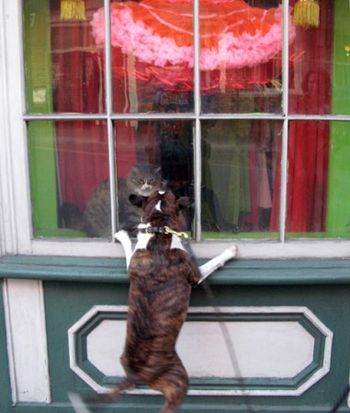 dog and cat with tutu
