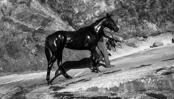 b_w_horse_sm
