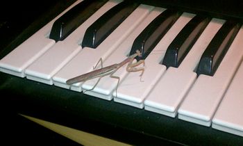 B3R's new keyboardist
