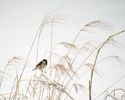 "House Sparrow on Winter Grasses," 12" X 15", photographic metal print