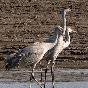 Three Sandhill Cranes @ Brookville Lake, IN