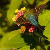 "Long-tailed Skipper", 12" x 12", photographicmenal  print 