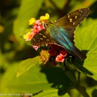 "Long-tailed Skipper", 12" x 12", photographicmenal  print 