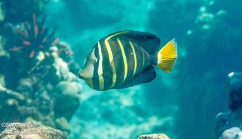 0 Sailfin Tang
