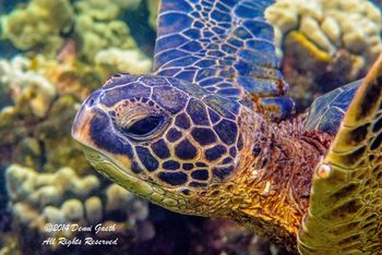 Green Sea Turtle

