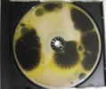 Growing Mold: CD