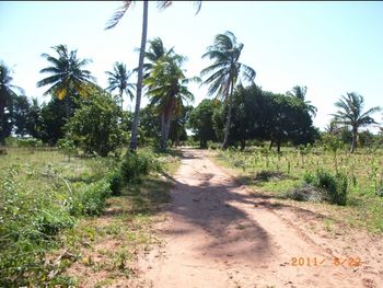 Drive-way to Timbila Master Venãncio's house.
