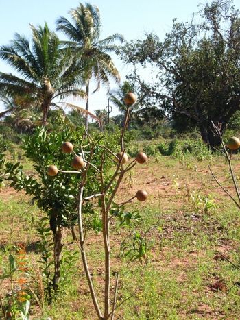 Gourds drying
