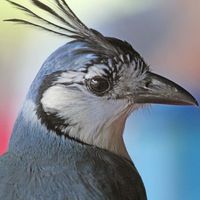 Blue Magpie by Meg York, Rodney Saur and Mark Brissenden