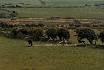 I see Welsh horses from the train - crossing the border from England into Wales.
