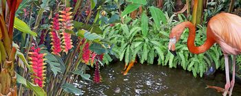 heliconia
