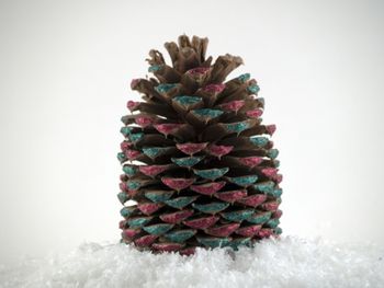 CONE OF A BRISTLECONE PINE
