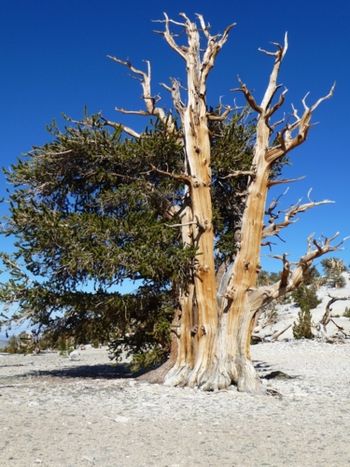 BRISTLECONE PINES IN CALIFORNIA AT 11,500 FEET ELEVATION
