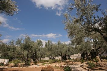 OLIVE TREES IN THE GARDEN OF GETHSEMANE
