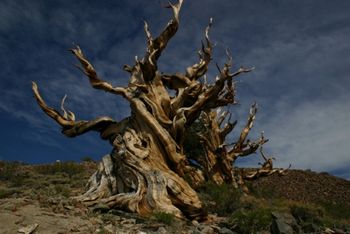 RUGGEDNESS OF A BRISTLECONE PINE
