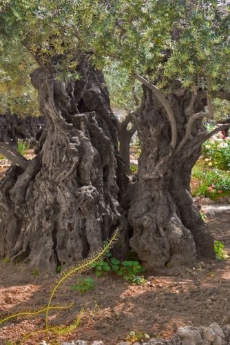 ANCIENT OLIVE TREE SPLIT BY LIGHTNING
