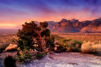 RED ROCK CANYON IN NEVADA
