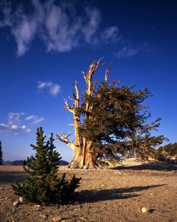 YOUNG AND OLD BRISTLECONE PINES
