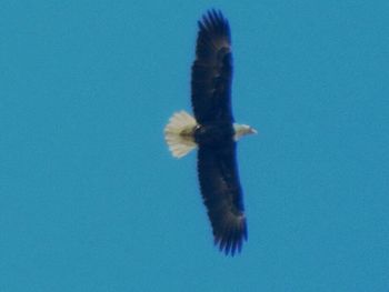 bald_eagle_kw
