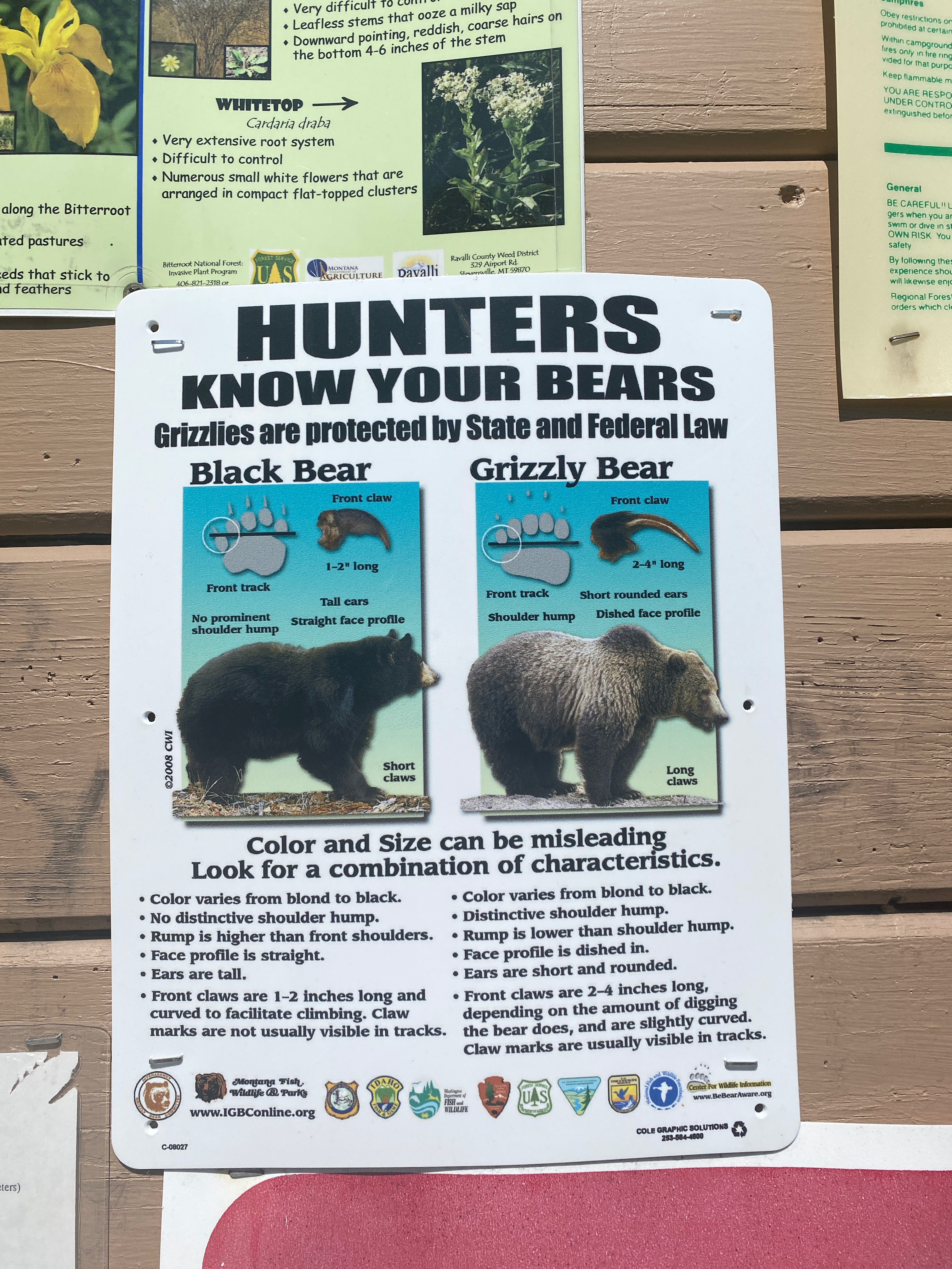 Bears, facts and information