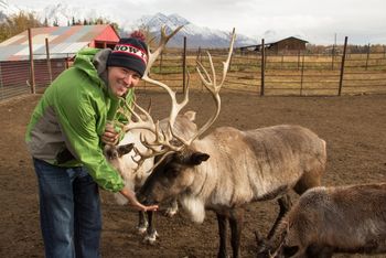 Alaska_71 Feeding the reindeer!
