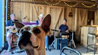 The VLF Trio (Fickel/Law/Deckard) at the Friendly Beasts Cidery with special guest Silent Partner