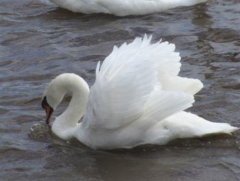 Swan swimming beside the road
