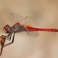 Dragonfly Medicine by Mary Lydia Ryan