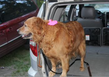Jade the bluegrass dog (in pink)
