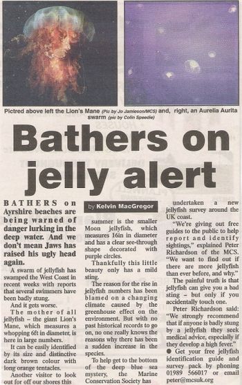 Jellyfish alert news story
