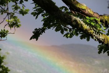 Rainbow by the old oak 2

