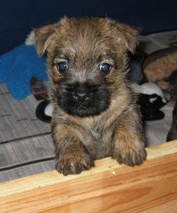 Who can resist this face? Baby Dozer says, are you my Mommy?
